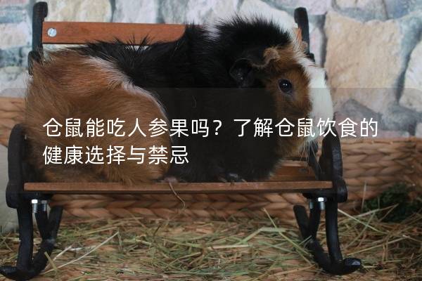 仓鼠能吃人参果吗？了解仓鼠饮食的健康选择与禁忌
