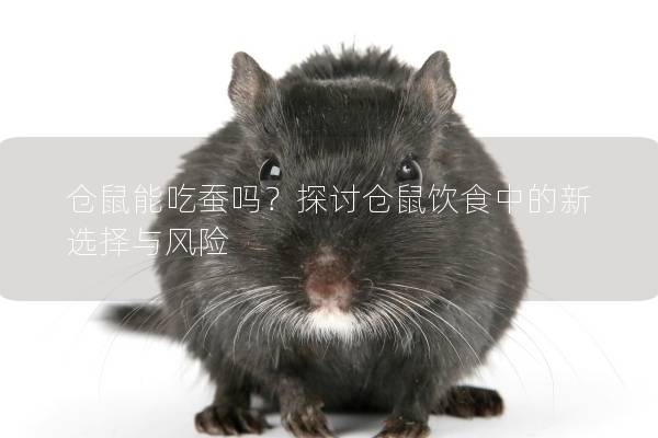 仓鼠能吃蚕吗？探讨仓鼠饮食中的新选择与风险