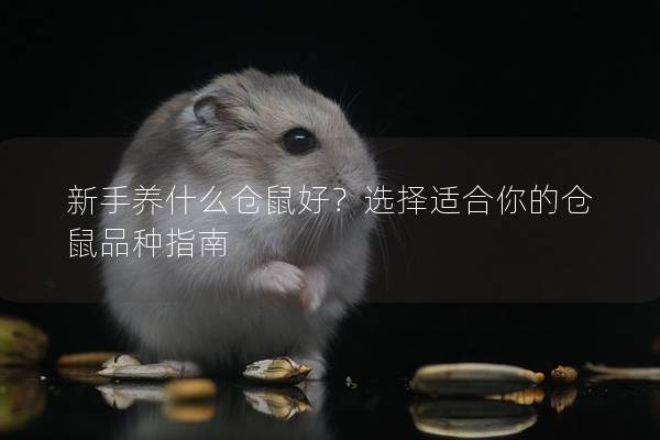 新手养什么仓鼠好？选择适合你的仓鼠品种指南