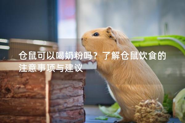 仓鼠可以喝奶粉吗？了解仓鼠饮食的注意事项与建议