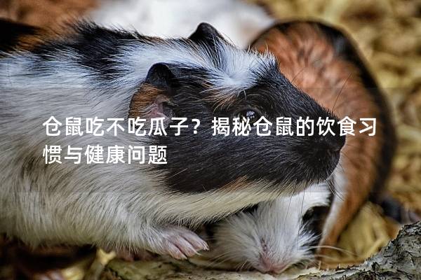 仓鼠吃不吃瓜子？揭秘仓鼠的饮食习惯与健康问题
