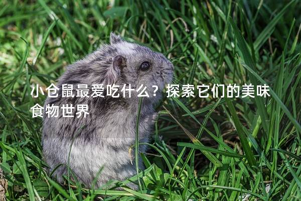 小仓鼠最爱吃什么？探索它们的美味食物世界