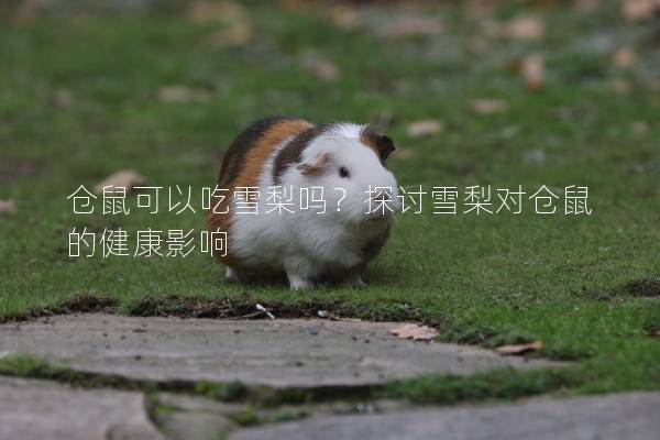 仓鼠可以吃雪梨吗？探讨雪梨对仓鼠的健康影响