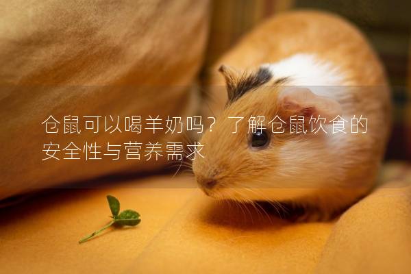 仓鼠可以喝羊奶吗？了解仓鼠饮食的安全性与营养需求