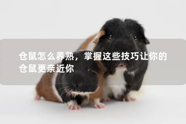 仓鼠怎么养熟，掌握这些技巧让你的仓鼠更亲近你