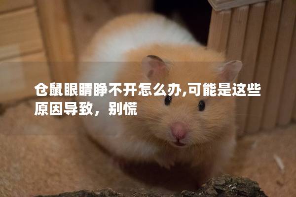 仓鼠眼睛睁不开怎么办,可能是这些原因导致，别慌