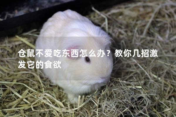 仓鼠不爱吃东西怎么办？教你几招激发它的食欲