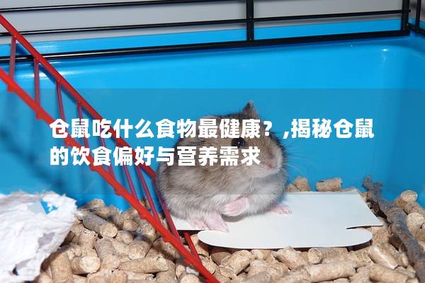 仓鼠吃什么食物最健康？,揭秘仓鼠的饮食偏好与营养需求