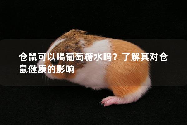 仓鼠可以喝葡萄糖水吗？了解其对仓鼠健康的影响