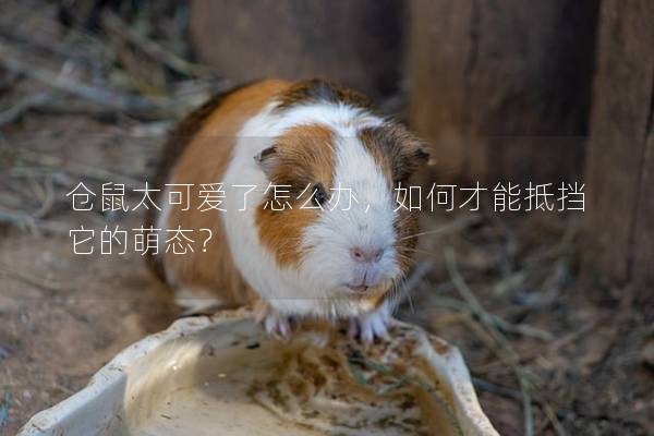仓鼠太可爱了怎么办，如何才能抵挡它的萌态？