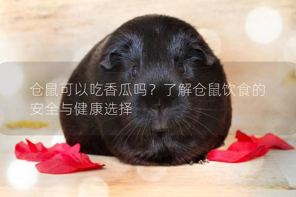 仓鼠可以吃香瓜吗？了解仓鼠饮食的安全与健康选择