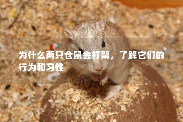 为什么两只仓鼠会打架，了解它们的行为和习性