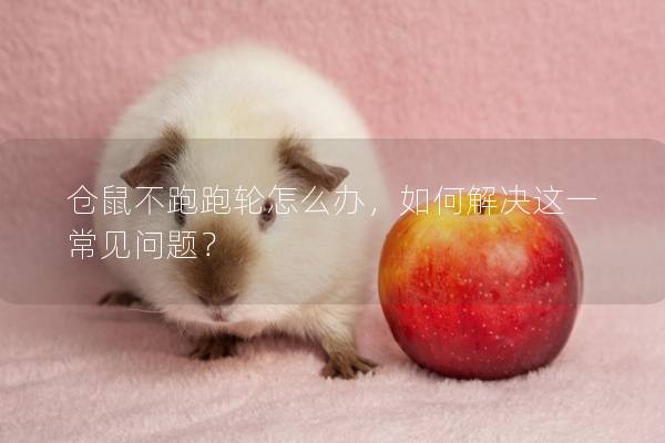 仓鼠不跑跑轮怎么办，如何解决这一常见问题？