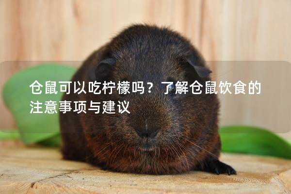 仓鼠可以吃柠檬吗？了解仓鼠饮食的注意事项与建议