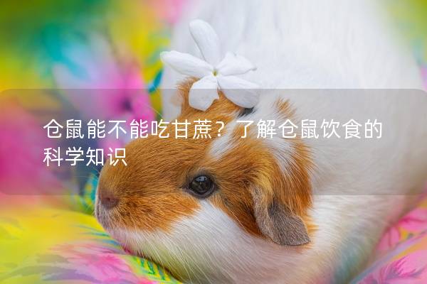 仓鼠能不能吃甘蔗？了解仓鼠饮食的科学知识