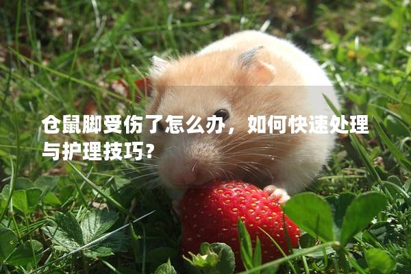 仓鼠脚受伤了怎么办，如何快速处理与护理技巧？