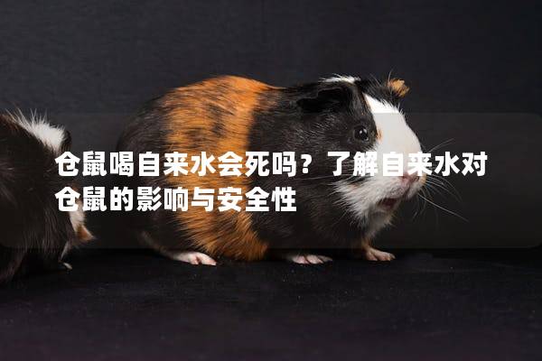 仓鼠喝自来水会死吗？了解自来水对仓鼠的影响与安全性