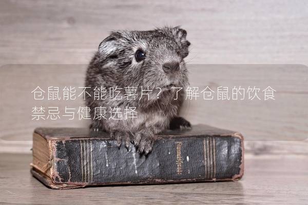仓鼠能不能吃薯片？了解仓鼠的饮食禁忌与健康选择