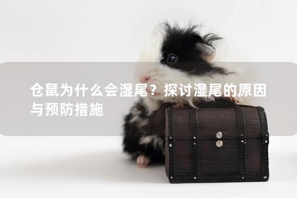 仓鼠为什么会湿尾？探讨湿尾的原因与预防措施
