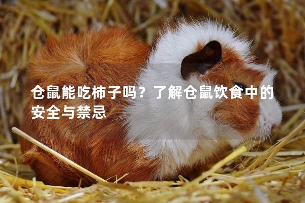 仓鼠能吃柿子吗？了解仓鼠饮食中的安全与禁忌