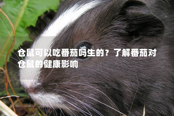 仓鼠可以吃番茄吗生的？了解番茄对仓鼠的健康影响