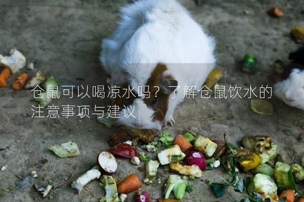 仓鼠可以喝凉水吗？了解仓鼠饮水的注意事项与建议