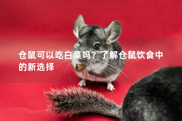 仓鼠可以吃白菜吗？了解仓鼠饮食中的新选择