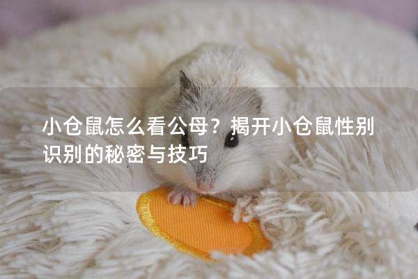 小仓鼠怎么看公母？揭开小仓鼠性别识别的秘密与技巧