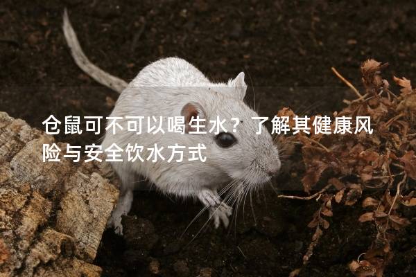 仓鼠可不可以喝生水？了解其健康风险与安全饮水方式
