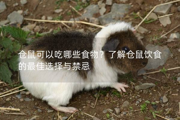 仓鼠可以吃哪些食物？了解仓鼠饮食的最佳选择与禁忌