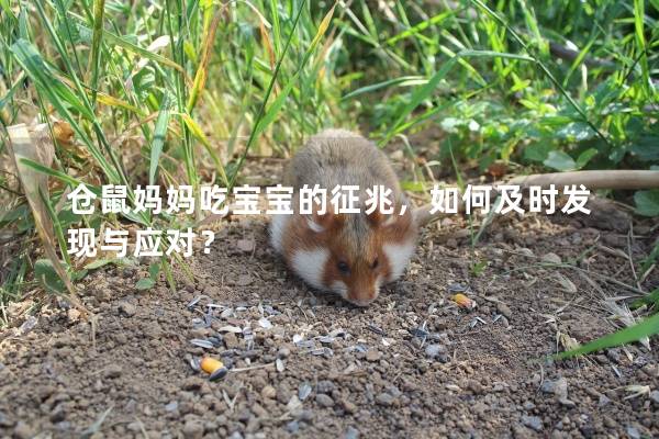 仓鼠妈妈吃宝宝的征兆，如何及时发现与应对？