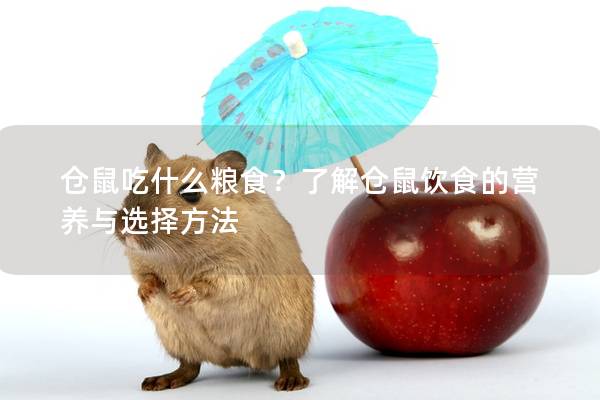 仓鼠吃什么粮食？了解仓鼠饮食的营养与选择方法
