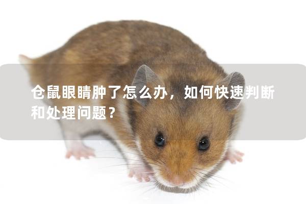 仓鼠眼睛肿了怎么办，如何快速判断和处理问题？