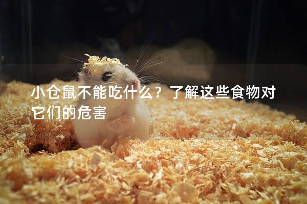 小仓鼠不能吃什么？了解这些食物对它们的危害