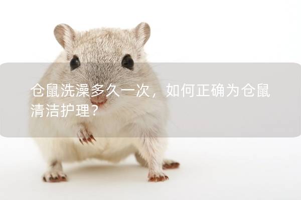 仓鼠洗澡多久一次，如何正确为仓鼠清洁护理？