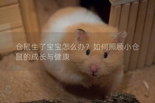 仓鼠生了宝宝怎么办？如何照顾小仓鼠的成长与健康