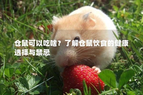 仓鼠可以吃啥？了解仓鼠饮食的健康选择与禁忌