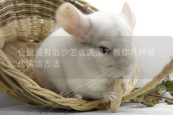 仓鼠没有浴沙怎么洗澡？教你几种替代清洁方法