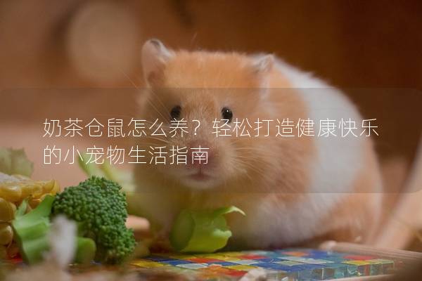 奶茶仓鼠怎么养？轻松打造健康快乐的小宠物生活指南