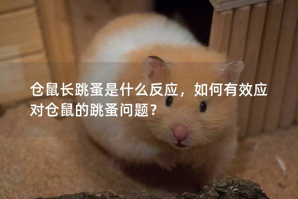 仓鼠长跳蚤是什么反应，如何有效应对仓鼠的跳蚤问题？