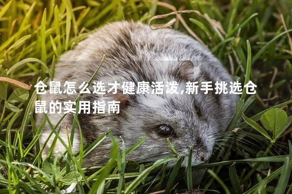 仓鼠怎么选才健康活泼,新手挑选仓鼠的实用指南
