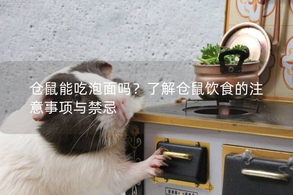 仓鼠能吃泡面吗？了解仓鼠饮食的注意事项与禁忌