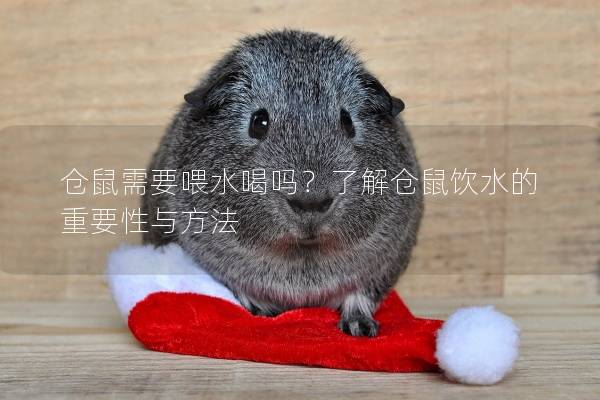 仓鼠需要喂水喝吗？了解仓鼠饮水的重要性与方法