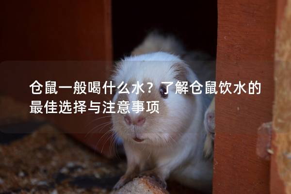 仓鼠一般喝什么水？了解仓鼠饮水的最佳选择与注意事项