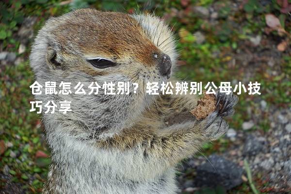仓鼠怎么分性别？轻松辨别公母小技巧分享