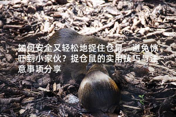 如何安全又轻松地捉住仓鼠，避免惊吓到小家伙？捉仓鼠的实用技巧与注意事项分享