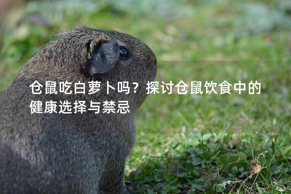 仓鼠吃白萝卜吗？探讨仓鼠饮食中的健康选择与禁忌