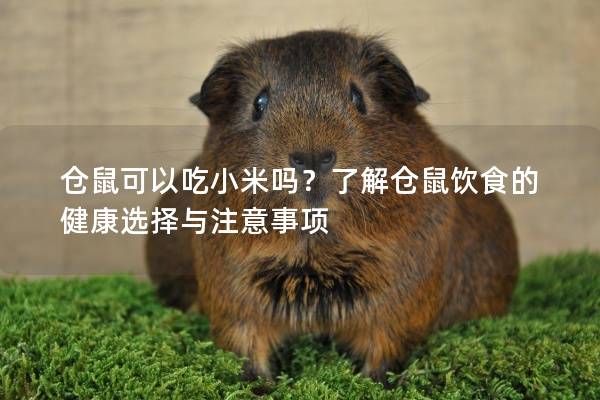 仓鼠可以吃小米吗？了解仓鼠饮食的健康选择与注意事项