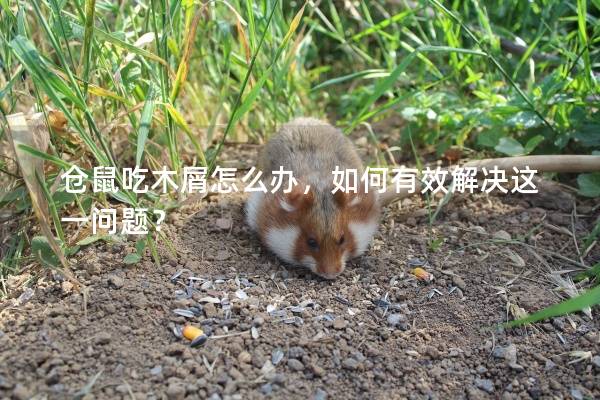 仓鼠吃木屑怎么办，如何有效解决这一问题？