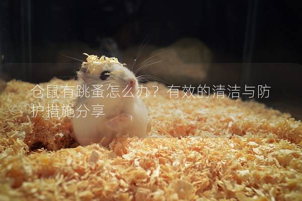 仓鼠有跳蚤怎么办？有效的清洁与防护措施分享